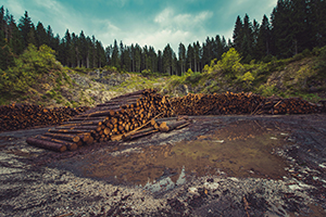 logs resting in standing water