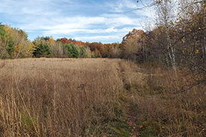 Old Field Habitat at Deer Hill Wildlife Management Area