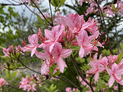 the pink, five-petaled flowers of early azalea with long stamen coming out of the middle of the flower.