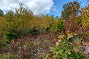 Young Forest Habitat at Larmie Wildlife Management Area