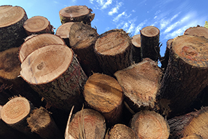 pile of cut logs